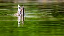 Nordrhein-Westfalen, Essen: Eine Ente taucht nach Futter in einem kleinen See