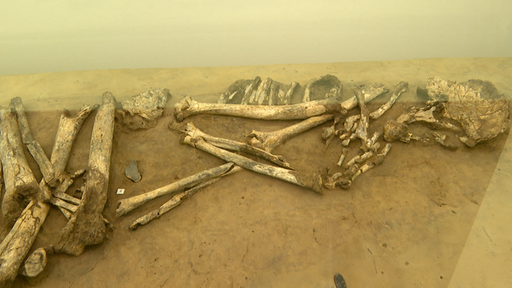 ein 4000 Jahre altes Skelett eines Menschen, der auf der Seite liegend beerdigt wurde.