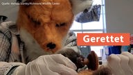 TN - Gerettetes Fuchsbaby
