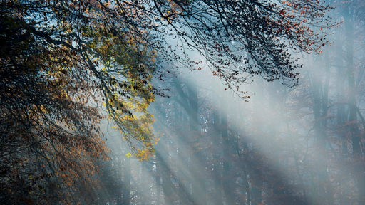Das Beitragsbild des WDR3 Musikporträt "Solastalgia - Vom Heimweh nach der Natur" zeigt Sonnenstrahlen im nebeligen Herbstwald.