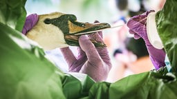 Tiermediziner entnehmen mit einem Wattestäbchen eine Probe aus dem Mundraum eines Schwans