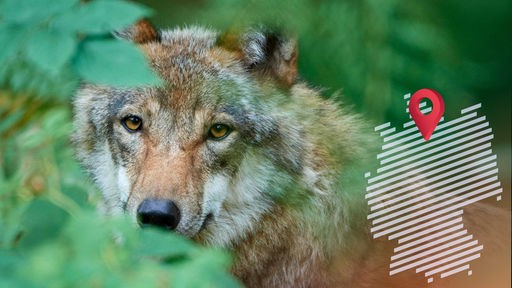 Europäischer Wolf (Canis lupus) im Wald
