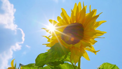 Blick auf eine große Sonnenblume, dahinter blauer Himmel und die Sonne