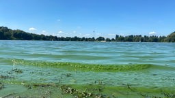 Grünes Wasser im Bocholter Aasee aufgrund von Blaualgen