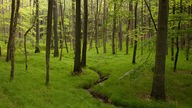 Landschaftsbild eines grünen Erlenwaldes